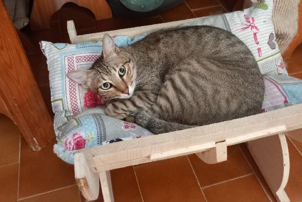 JAMES dolce micio in adozione! Foto 6