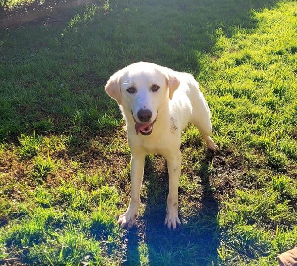 Sade, Dolcissima Mini Labrador