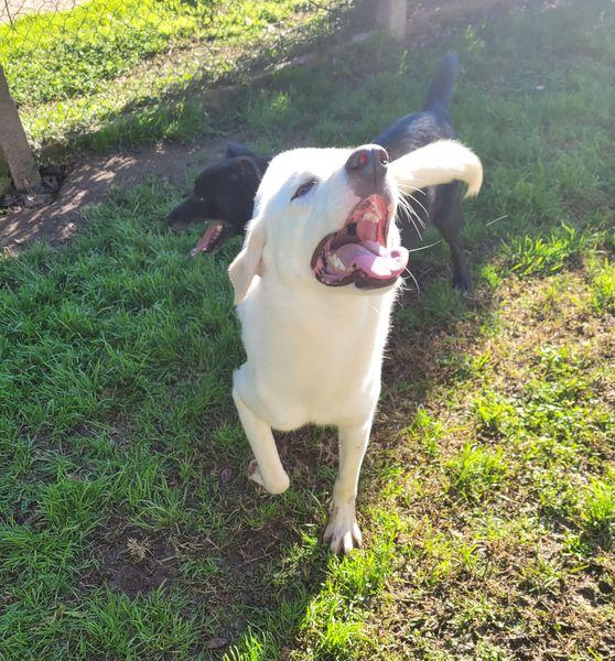 Sade, dolcissima mini labrador Foto 5