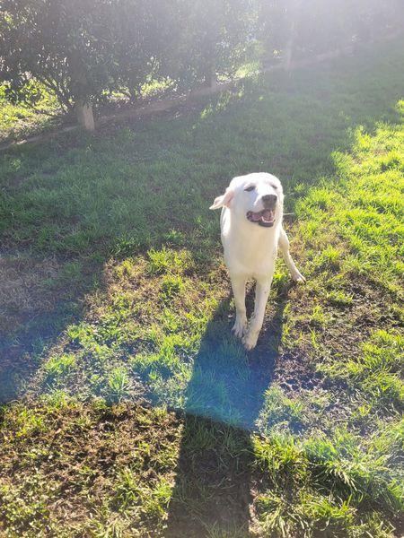 Sade, dolcissima mini labrador Foto 8