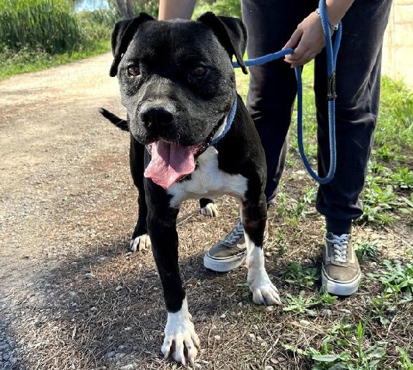 Tyson 2, Meraviglioso Pitt