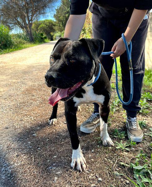 Tyson 2, meraviglioso pitt Foto 2