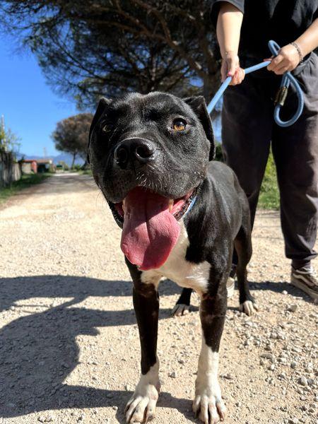 Tyson 2, meraviglioso pitt Foto 3