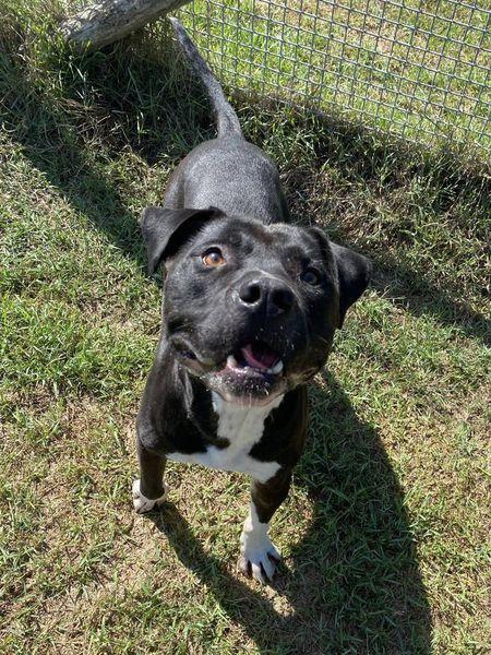 Tyson 2, meraviglioso pitt Foto 4