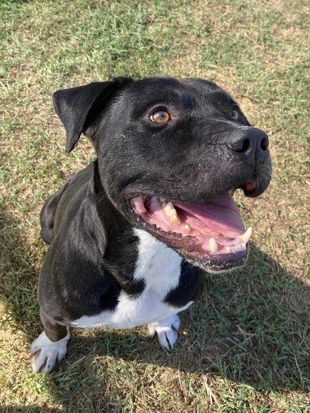 Tyson 2, meraviglioso pitt Foto 5