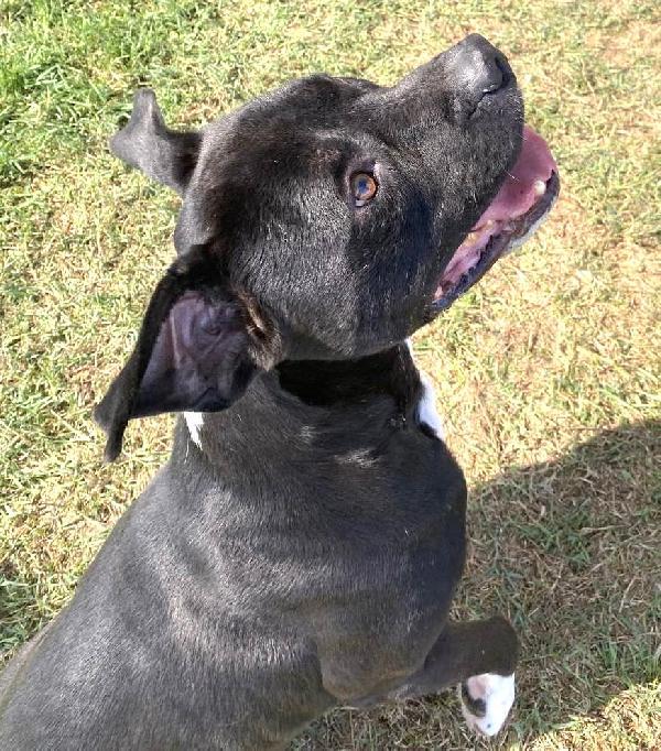 Tyson 2, meraviglioso pitt Foto 6