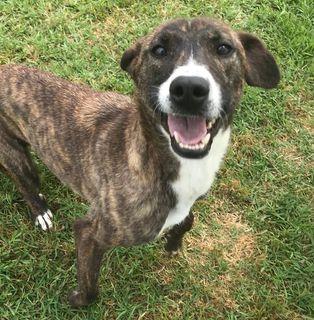 Zoom, La Cagnolina Più Simpatica Del Canile