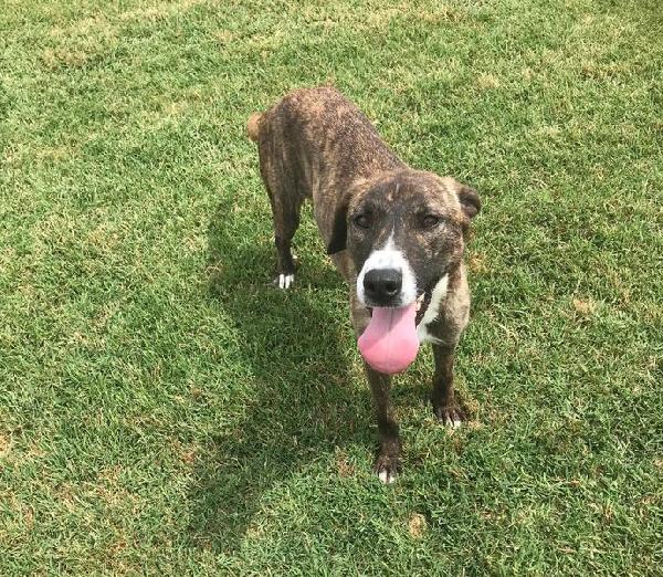ZOOM, la cagnolina più simpatica del canile Foto 2