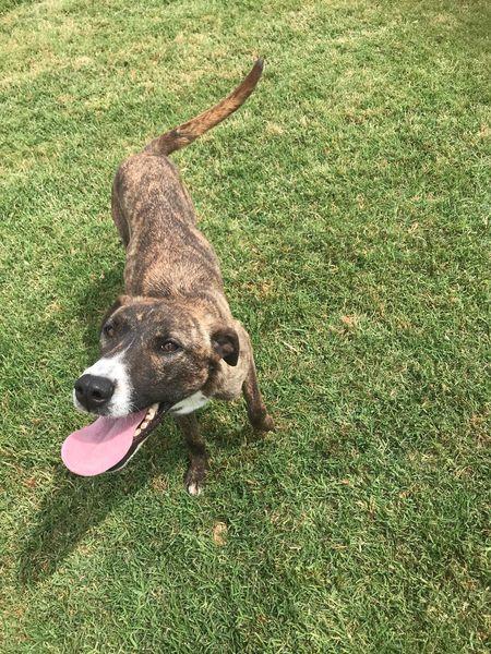 ZOOM, la cagnolina più simpatica del canile Foto 3