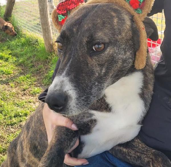 ZOOM, la cagnolina più simpatica del canile Foto 6