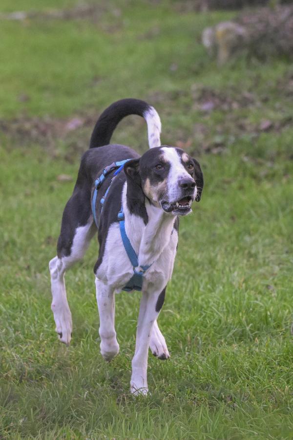 ZEUS, mix segugio energico e affettuoso  Foto 2