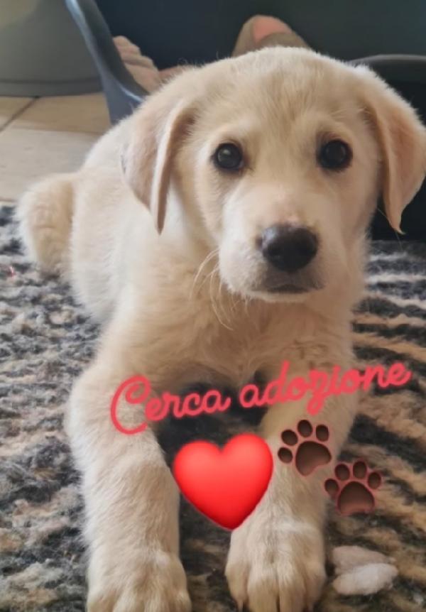 Cucciolo In Adozione 