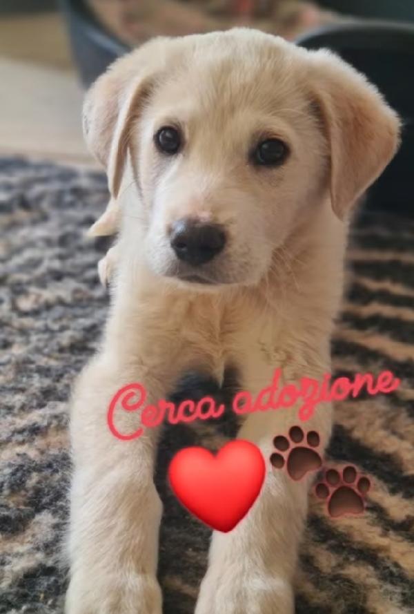 Cucciolo in Adozione  Foto 2