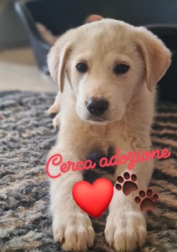 Cucciolo in Adozione  Foto 3
