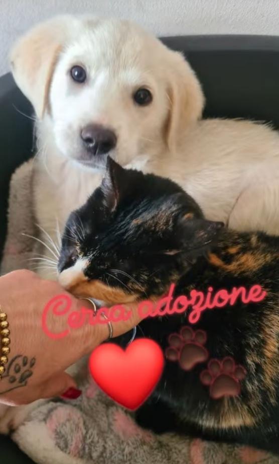 Cucciolo in Adozione  Foto 4