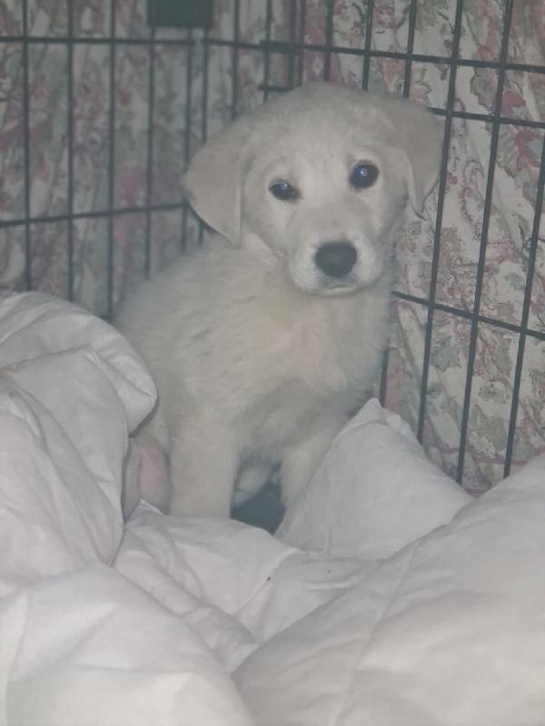 Cucciolo in Adozione  Foto 5