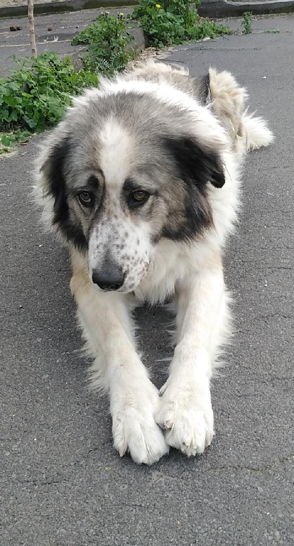 Cagnolina in Adozione Simonetta  Foto 4