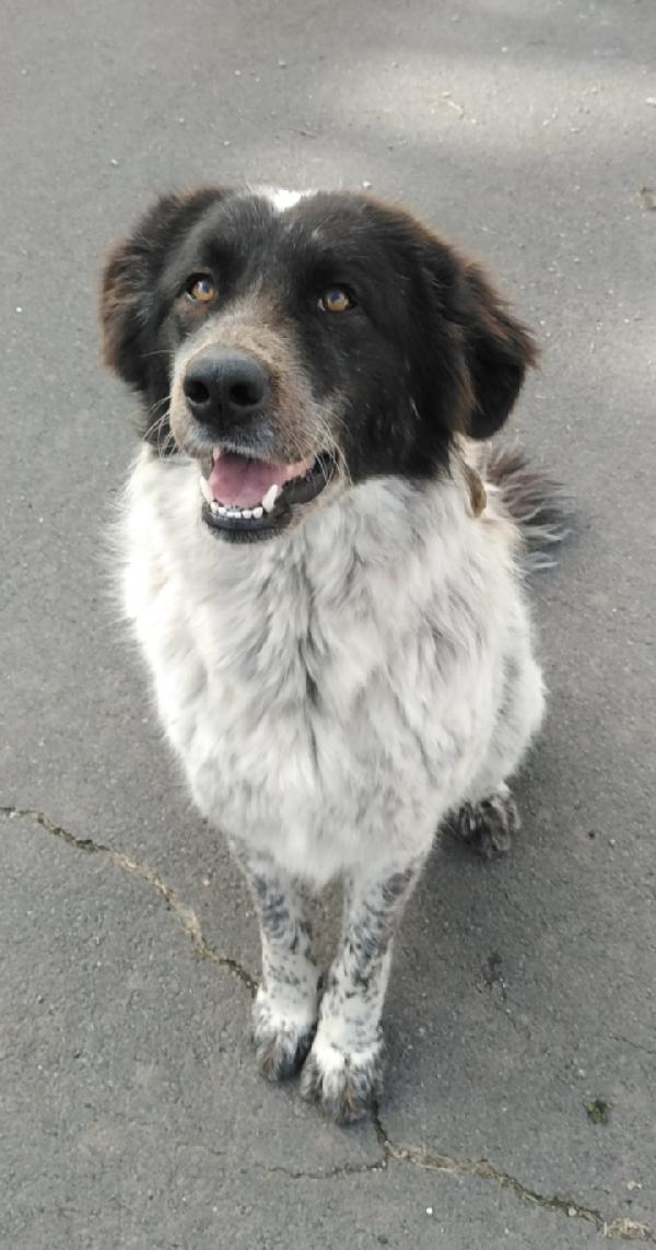 Cagnolina In Adozione Gilda