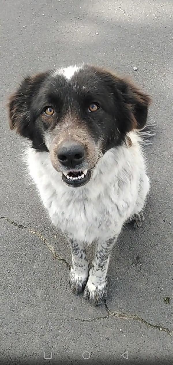 Cagnolina in Adozione Gilda Foto 2