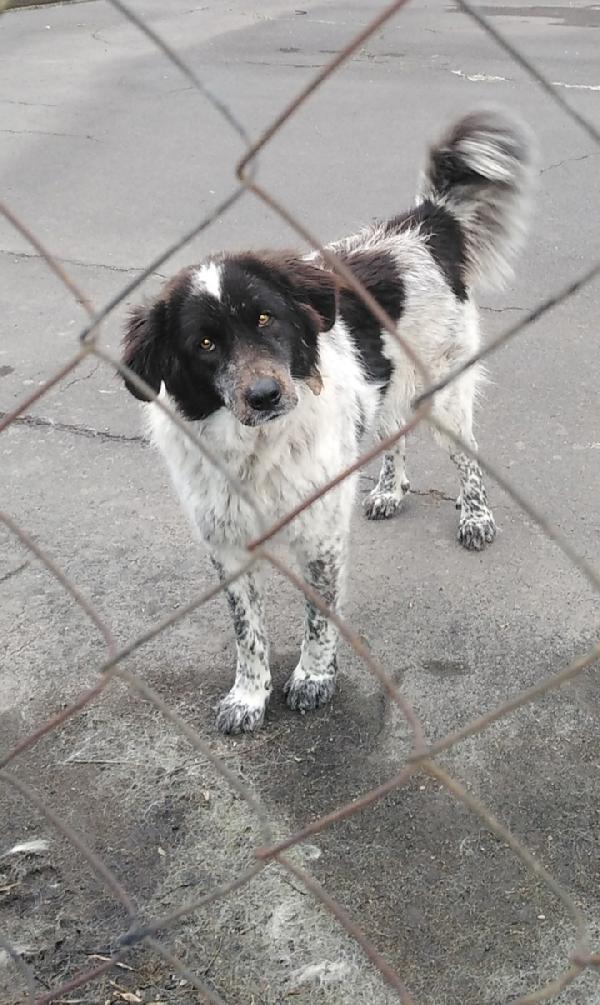 Cagnolina in Adozione Gilda Foto 3