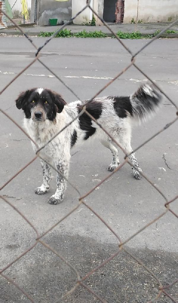 Cagnolina in Adozione Gilda Foto 4