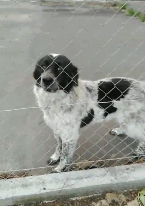 Cagnolina in Adozione Gilda Foto 5