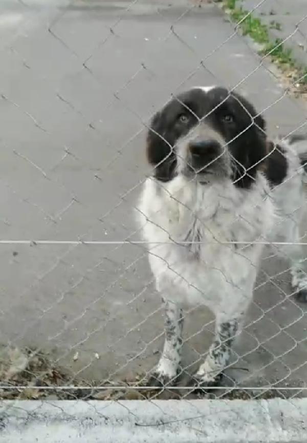 Cagnolina in Adozione Gilda Foto 6