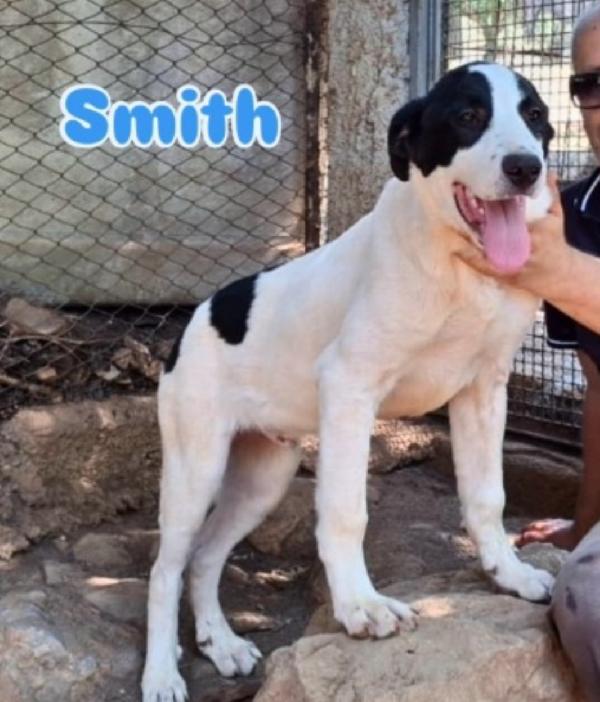 Mix Molossi 8/9Mesi Crescono In Rifugio.cosenza