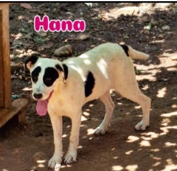 Mix molossi 8/9mesi crescono in rifugio.COSENZA Foto 2