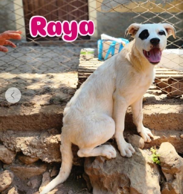 Mix molossi 8/9mesi crescono in rifugio.COSENZA Foto 4