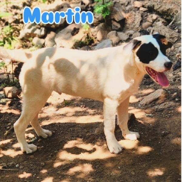 Mix molossi 8/9mesi crescono in rifugio.COSENZA Foto 5