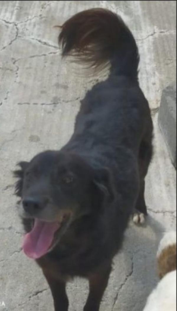 Adulto,Bergamo,Portato Dai Padroni In Canile Anni Fa..sud