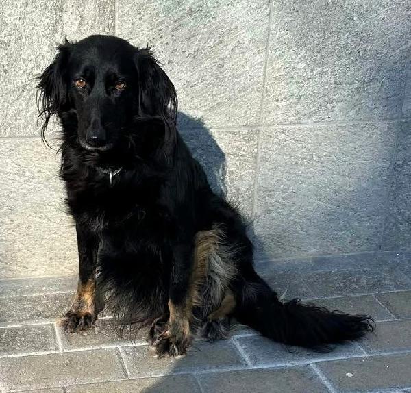 SELVAGGIA BELLISSIMA TIMIDONA Foto 5