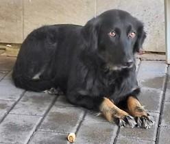 SELVAGGIA BELLISSIMA TIMIDONA Foto 6