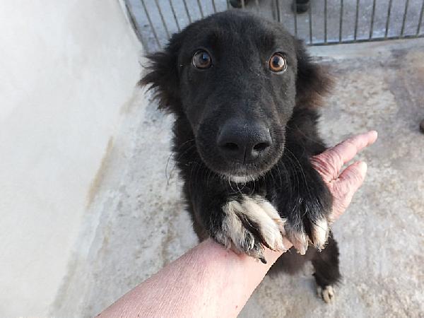 Lewis Simpatico E Socievole