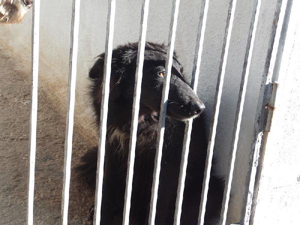 Lewis simpatico e socievole Foto 2