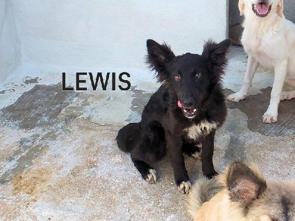 Lewis simpatico e socievole Foto 3