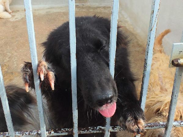 Lewis simpatico e socievole Foto 4