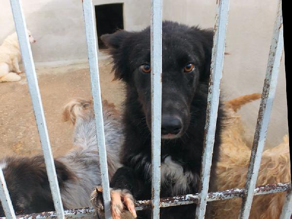 Lewis simpatico e socievole Foto 5