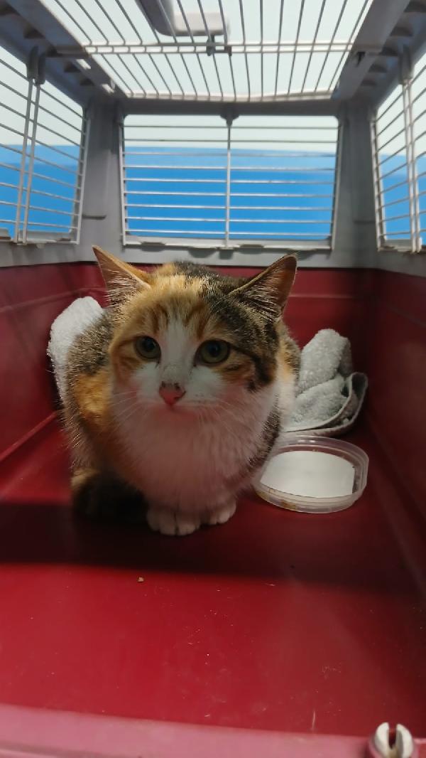 Gioia: Micina Di 5 Mesi Cerca Famiglia