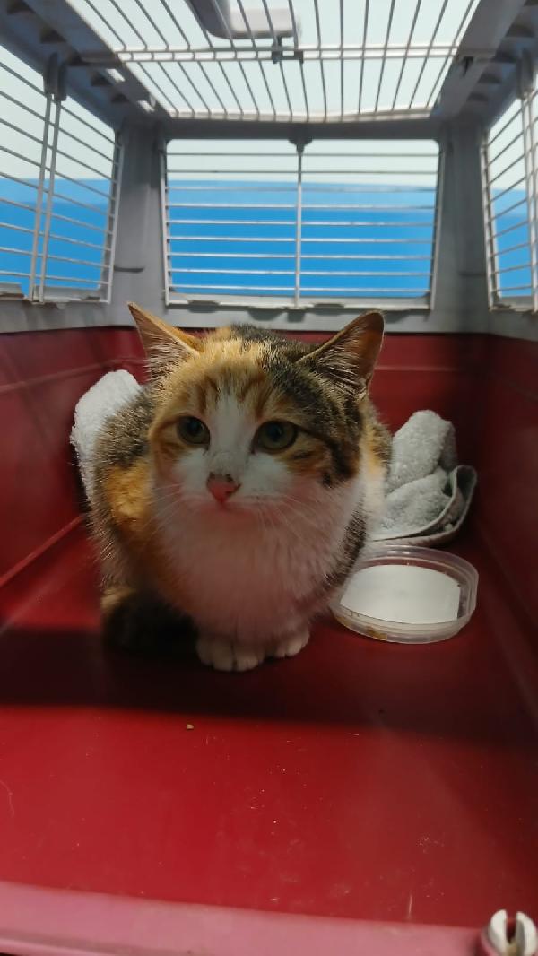 GIOIA: MICINA DI 5 MESI CERCA FAMIGLIA Foto 4