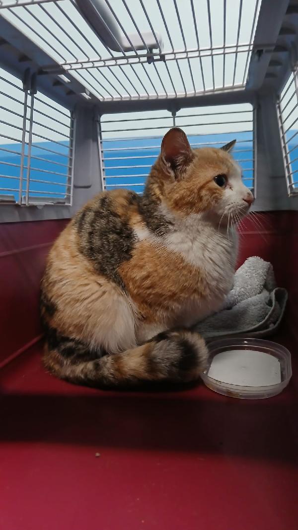 GIOIA: MICINA DI 5 MESI CERCA FAMIGLIA Foto 5