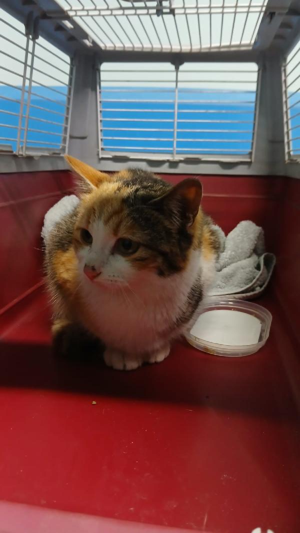 GIOIA: MICINA DI 5 MESI CERCA FAMIGLIA Foto 6