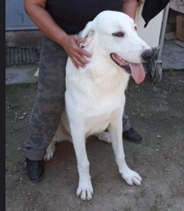 Mix Labrador 5Anni Circa Cresce In 1Canile A 1Stella