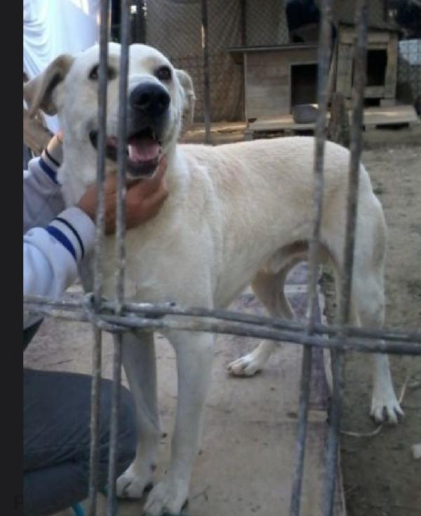 Mix Labrador 5anni circa cresce in 1canile a 1stella Foto 2