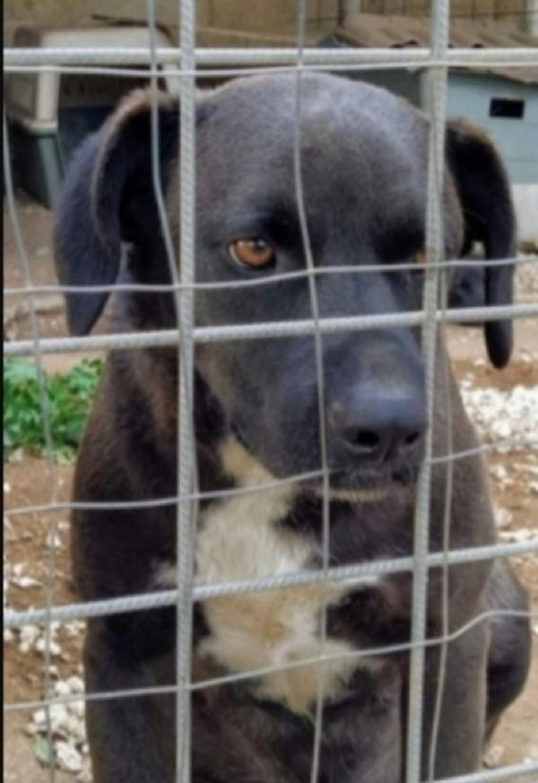 Yoshi Nero Circa 4 Max 5Anni Nessuno Lo Nota