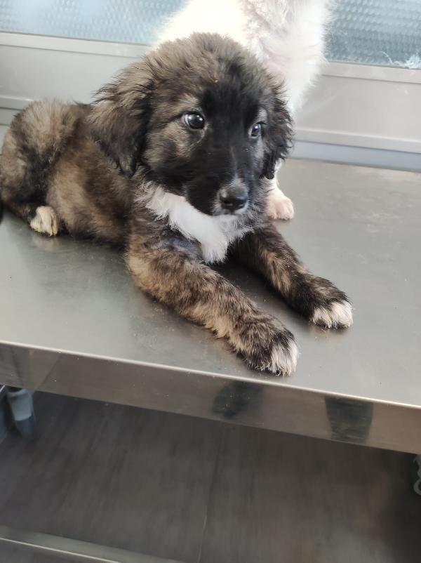 Perché è invisibile?  Foto 3