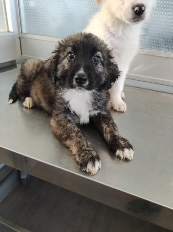 Perché è invisibile?  Foto 2