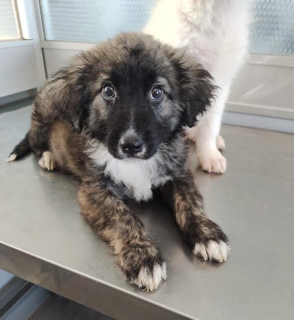 Perché è invisibile?  Foto 4