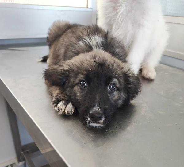 Perché è invisibile?  Foto 5